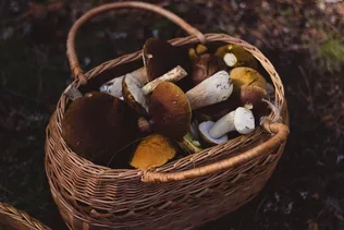 A gombagyűjtés szabályai előadás borítóképe